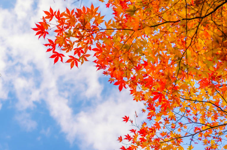 Summer’s Last Sparkle: Oral Health Guides for Autumn Transitions